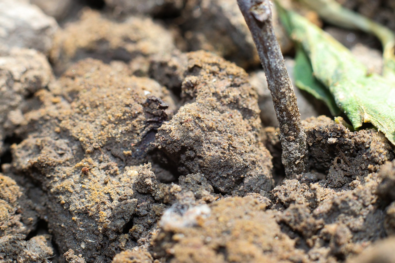 How to Start a Compost Pile in Your Backyard